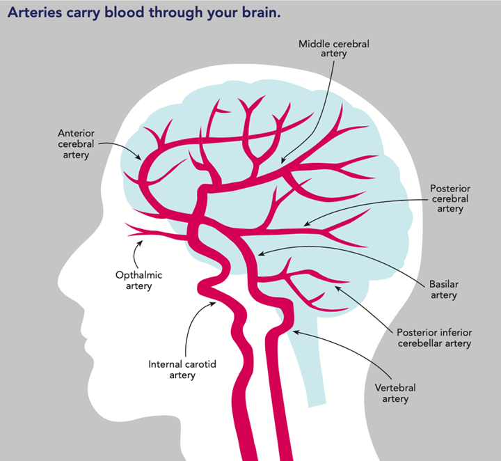 brain-arteries